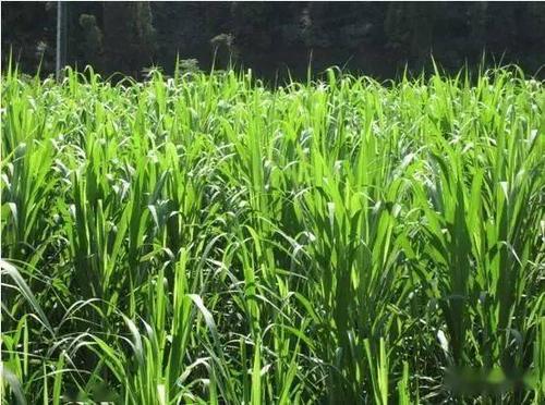 u=502648957,3926298519&fm=26&gp=0 u=502648957,3926298519&fm=26&gp=0