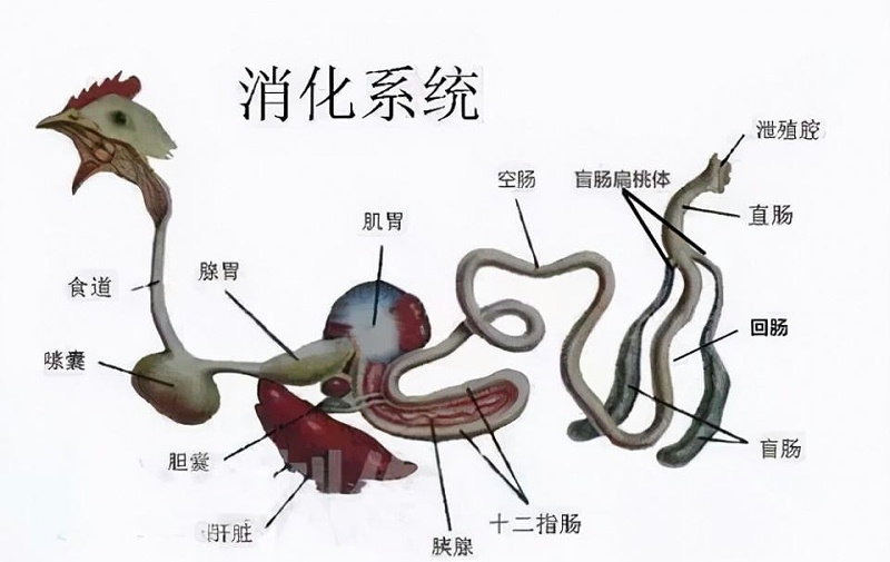 雞消化系統(tǒng)