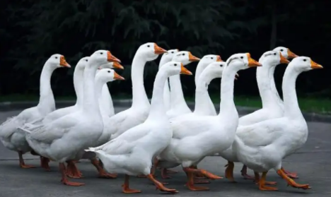 4744ea32e48c2950ec2b9946fcd41f3 4744ea32e48c2950ec2b9946fcd41f3