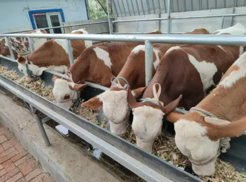 033fb23da73fcb483e2ba2deeed7265 033fb23da73fcb483e2ba2deeed7265