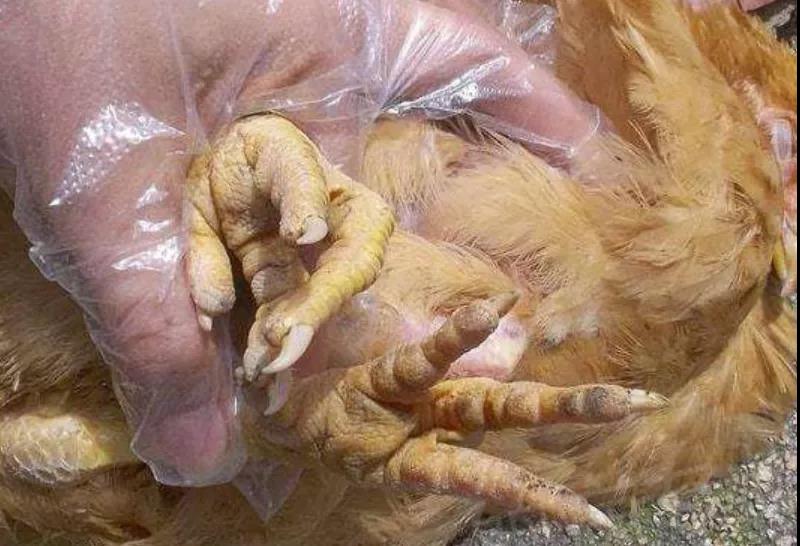 蛋雞養殖滑液囊支原體