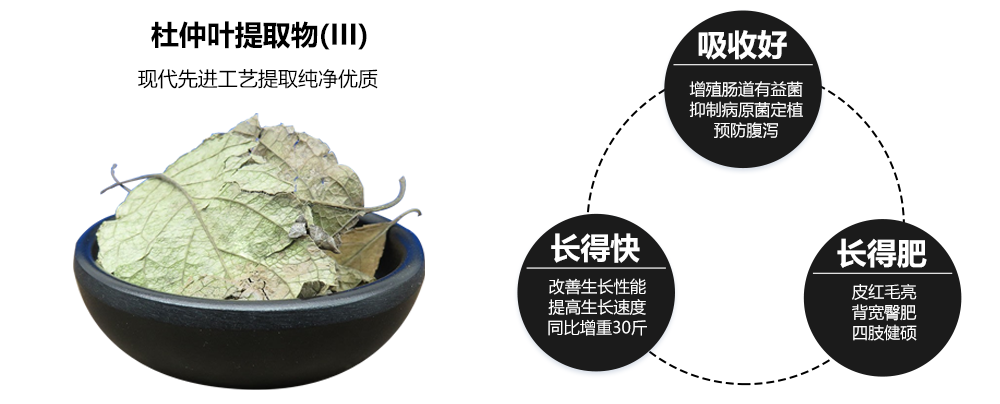 慧胖-杜仲葉提取物