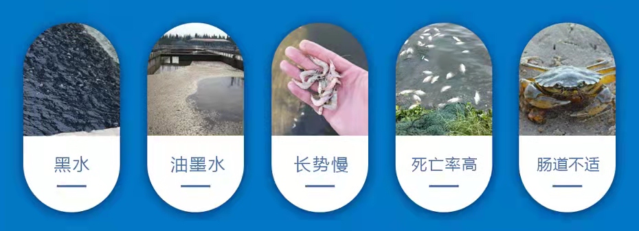 水產(chǎn)養(yǎng)殖中常見的問題