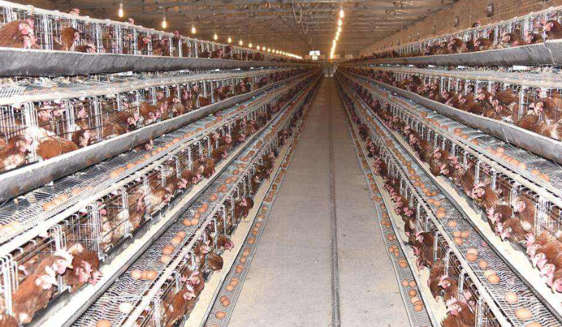 冬季籠養(yǎng)雞的通風(fēng)技巧