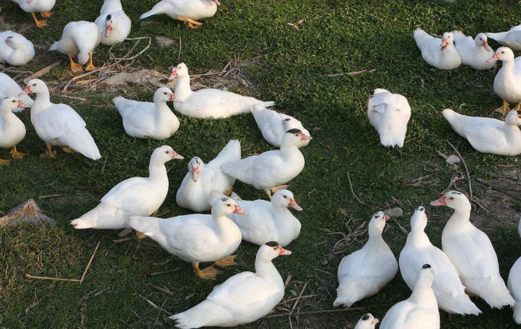 d113c21e778a41dcab4c89364bed090c d113c21e778a41dcab4c89364bed090c