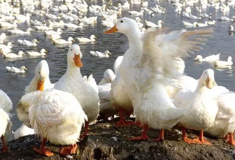 鴨鵝養殖技術