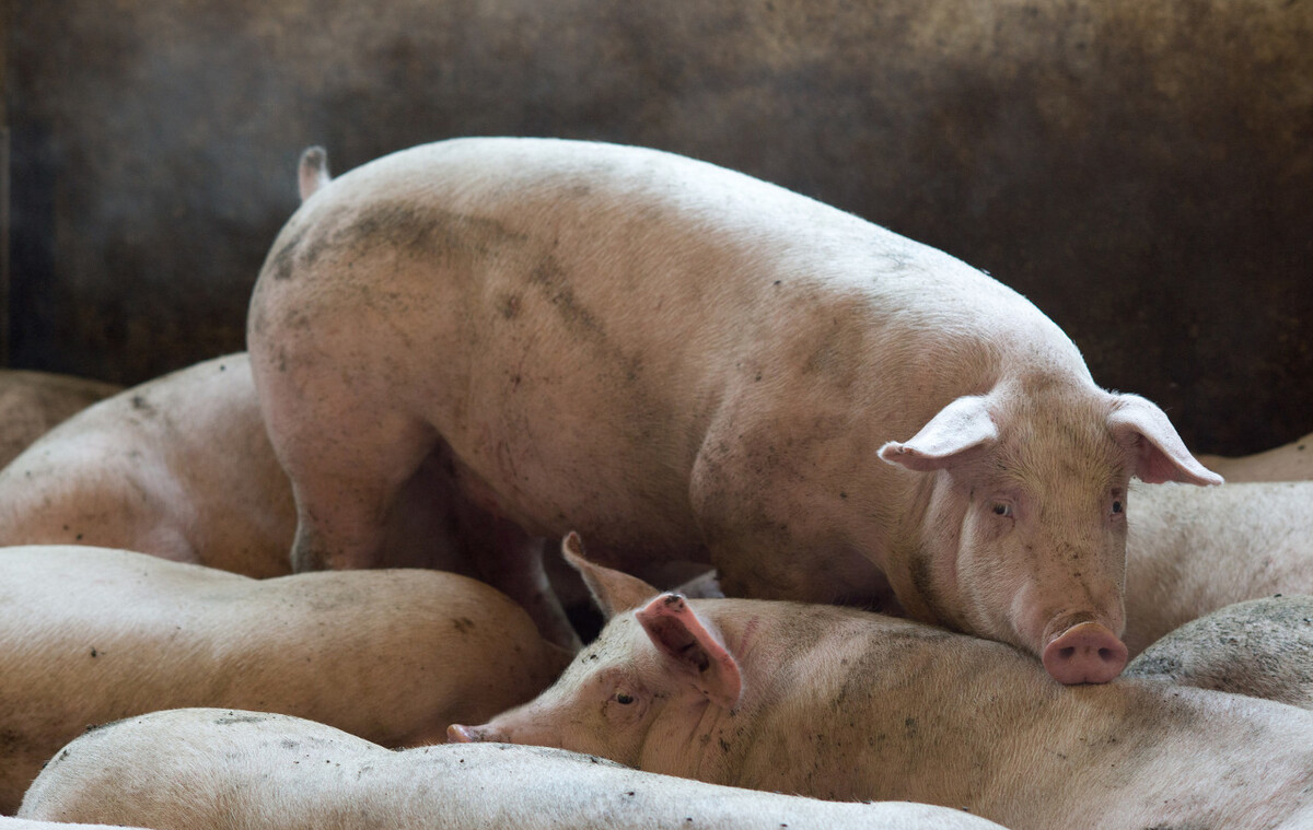 正確認識非洲豬瘟，不要被輿論嚇到