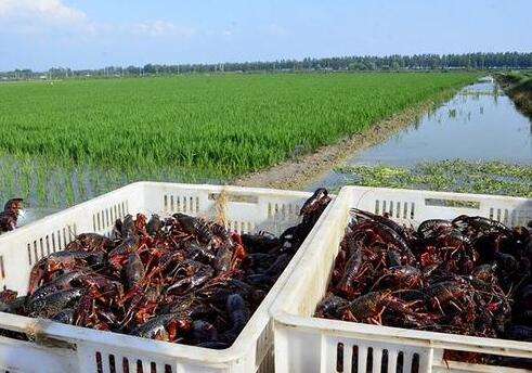 小龍蝦養(yǎng)殖