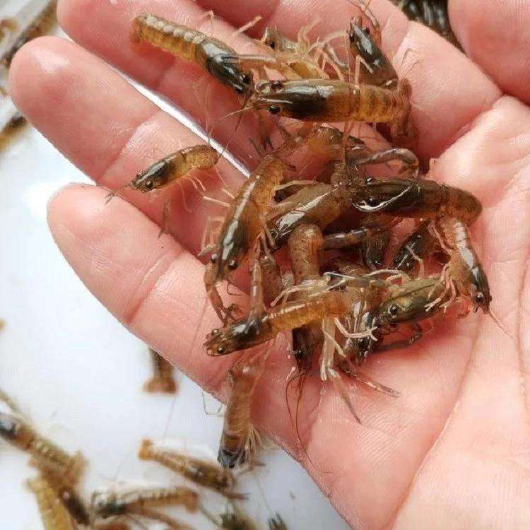 小龍蝦蝦苗
