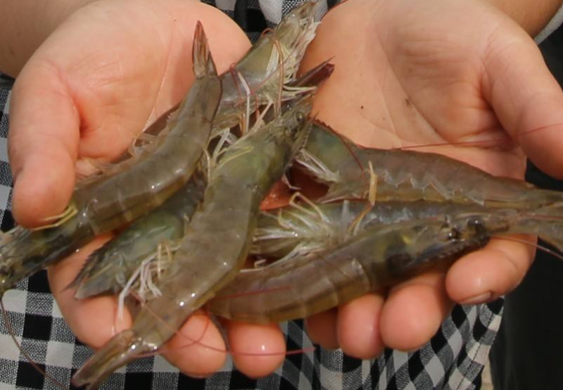 南美白對(duì)蝦養(yǎng)殖 南美白對(duì)蝦養(yǎng)殖