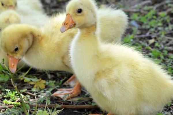 雛鵝痛風水禽養殖