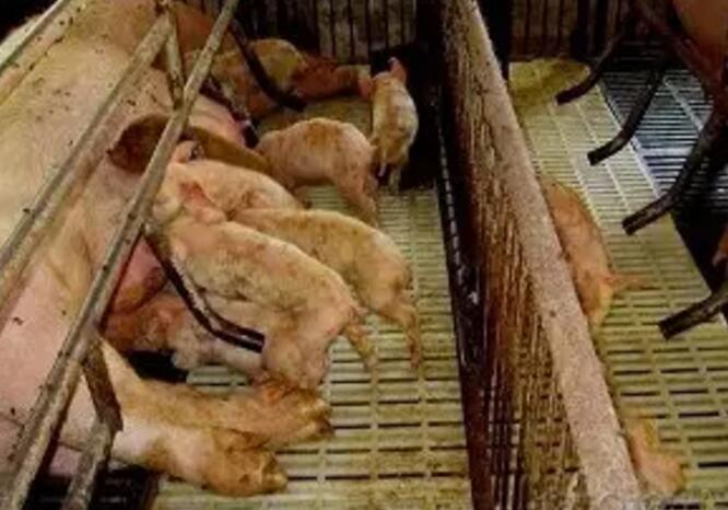 仔豬病毒性拉稀