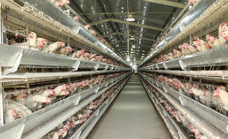 天氣降溫，養(yǎng)殖場(chǎng)如何預(yù)防雞群的應(yīng)激反應(yīng)？