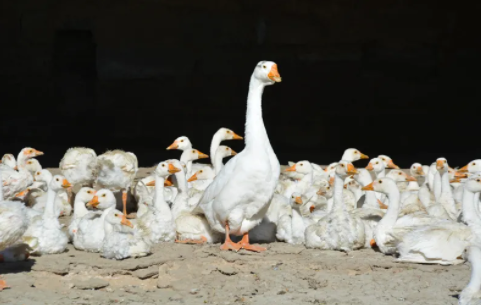 78634d58eb864d02eb979ecbf41d585 78634d58eb864d02eb979ecbf41d585