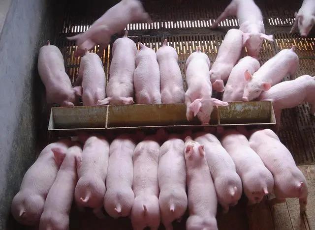 豬丹毒感染怎么預防