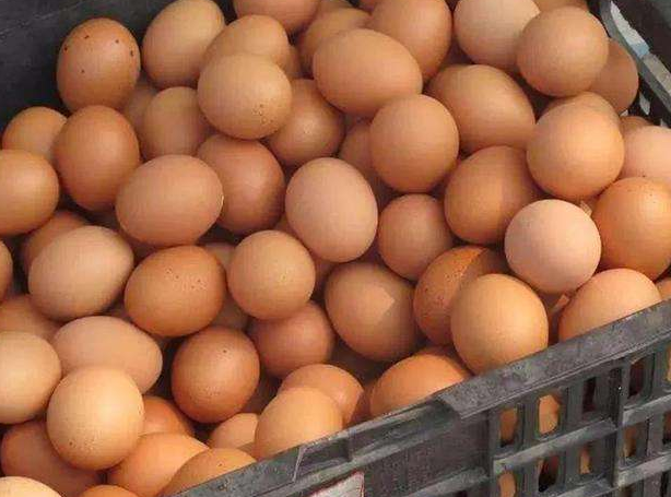 不明原因產蛋下降